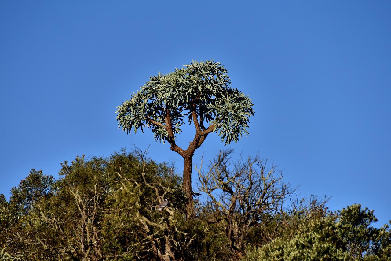 Tredenham Boutique Hotel Bloemfontein Exterior photo The tree